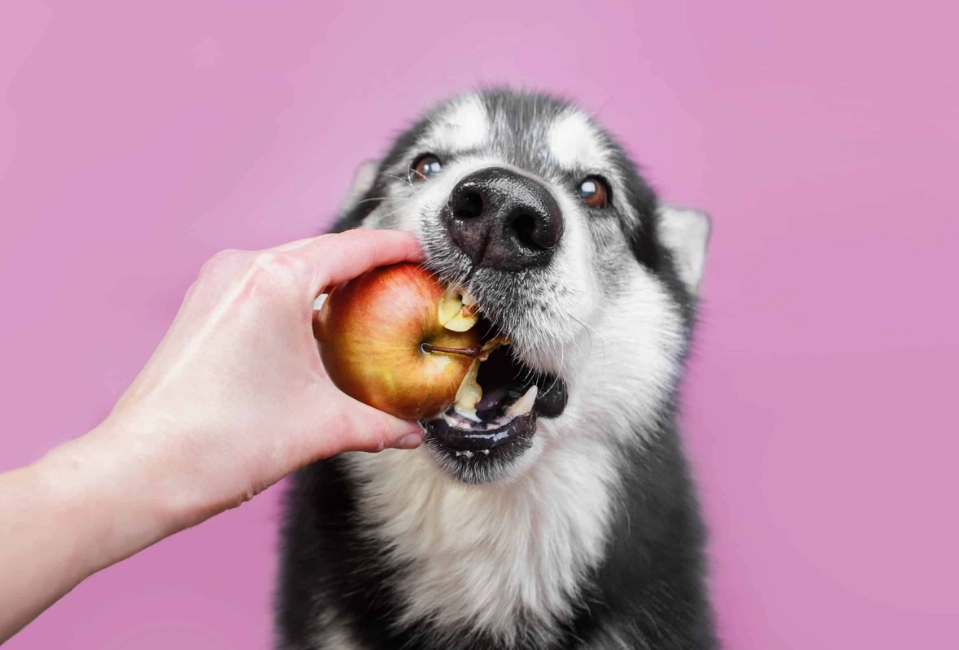 dog safe fruits