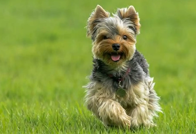 yorkie life expectancy yorkie life expectancy