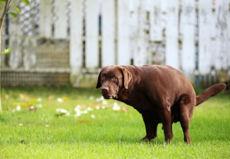 dog diarrhea treatment