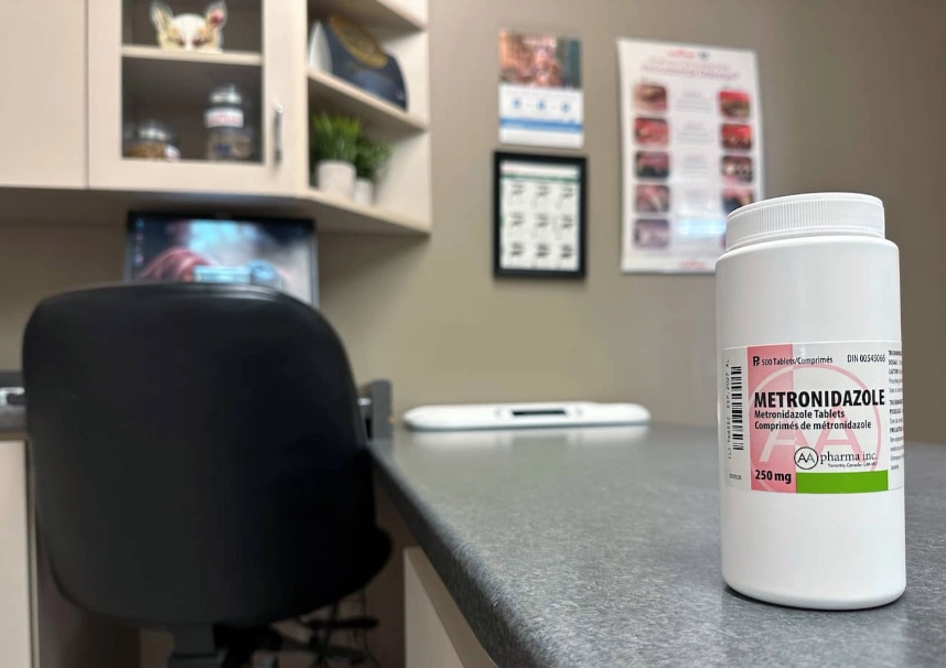 antibiotics for dog diarrhea