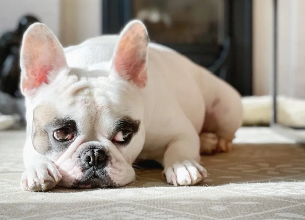 how do dogs get parvo