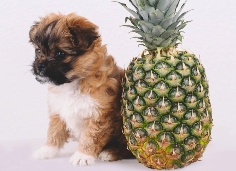 pineapple for dogs pineapple for dogs