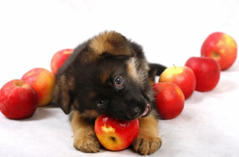 apples for dogs