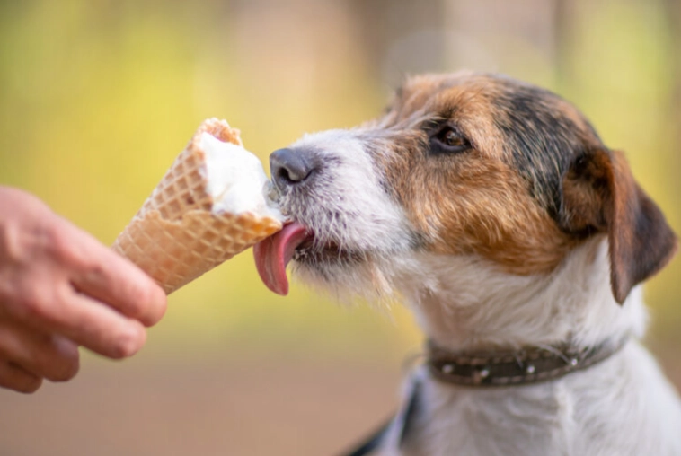 ice cream for dogs safe