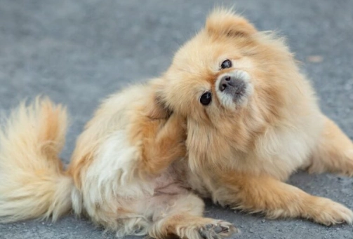 signs your dog is in heat signs your dog is in heat