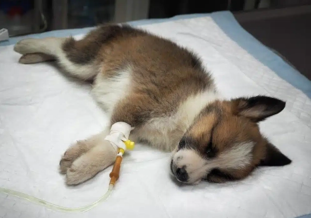 parvovirus transmission