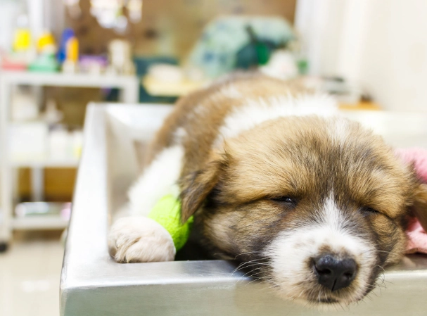 canine parvovirus prevention