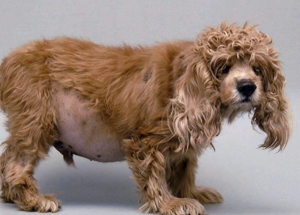 cushing's disease symptoms cushing's disease symptoms