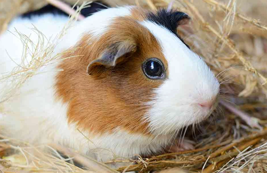 guinea pig lifespan
