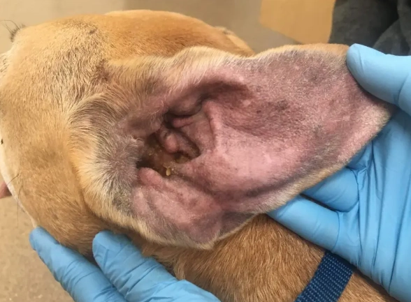 canine cushing's disease