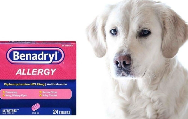 dog allergy medication