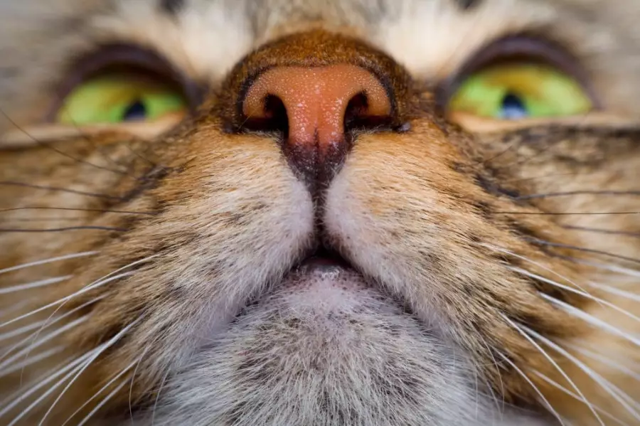 whisker friendly bowls