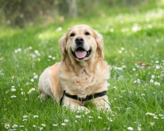 dog heat cycle dog heat cycle