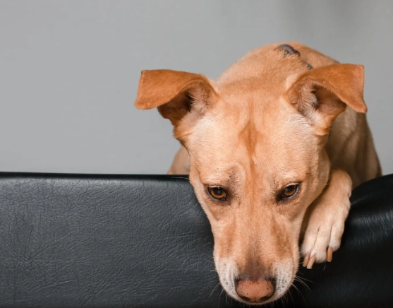home remedies for dog diarrhea
