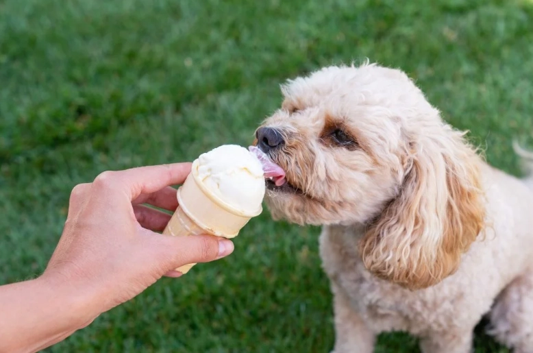 ice cream for dogs safe