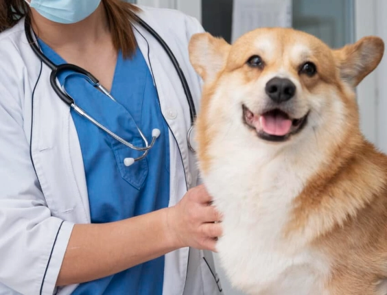benadryl for dogs dosage