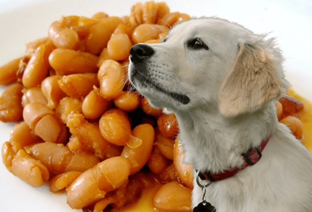 beans safe for dogs