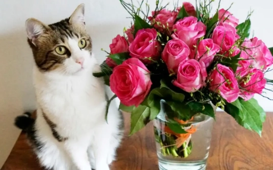 roses poisonous to cats