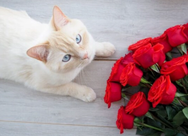 roses poisonous to cats