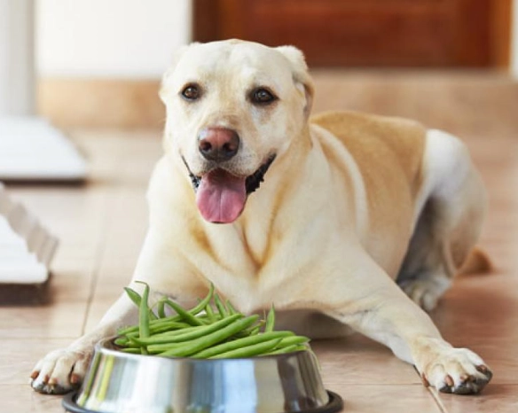 dogs eat beans