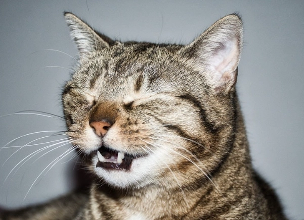 why is my cat sneezing