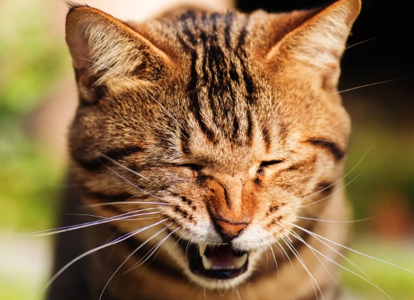 cat sneezing treatment