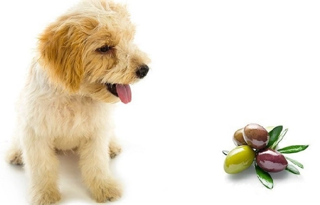 olives toxic to dogs