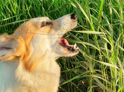is grass bad for dogs