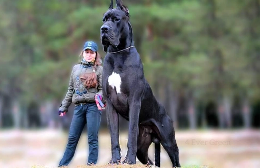 giant dog breeds