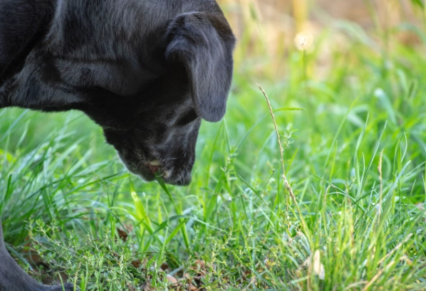 why do dogs eat grass