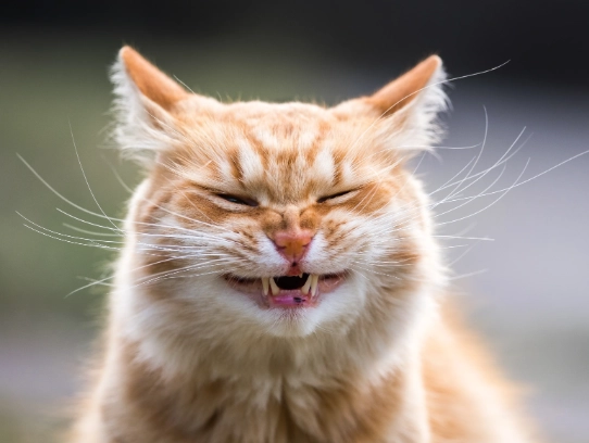 why is my cat sneezing