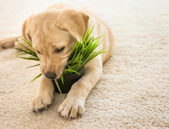 why do dogs eat grass