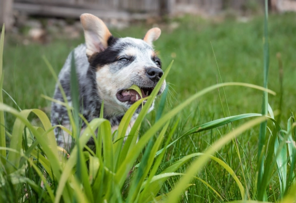 dogs eating grass