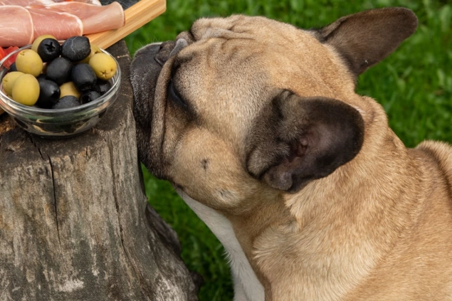 are olives safe for dogs