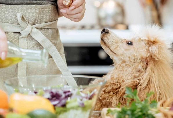 are olives safe for dogs