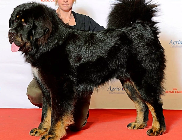 giant dog breeds