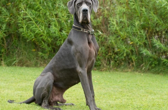 giant dog breeds