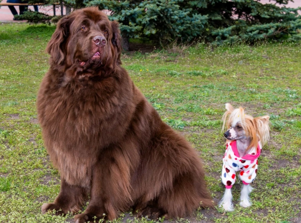 biggest dog breeds