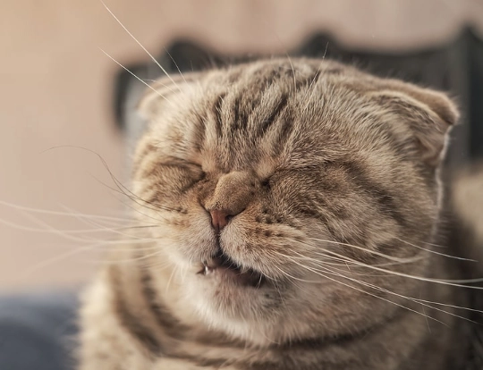why is my cat sneezing