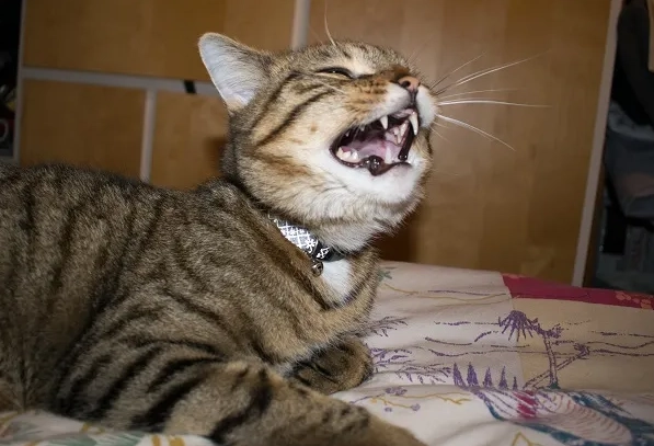 cat sneezing causes