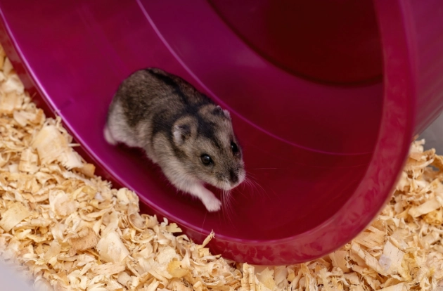 how long do hamsters live