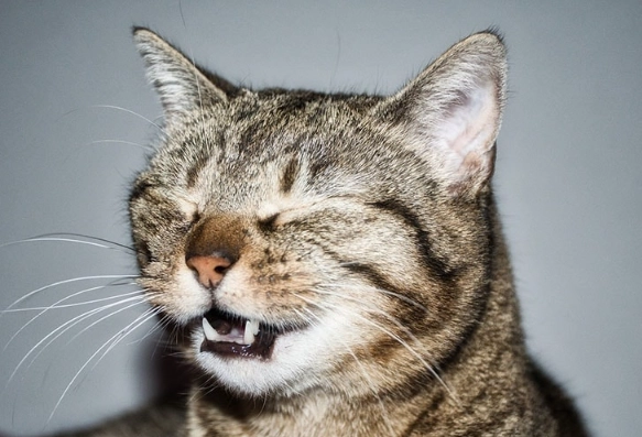cat sneezing causes