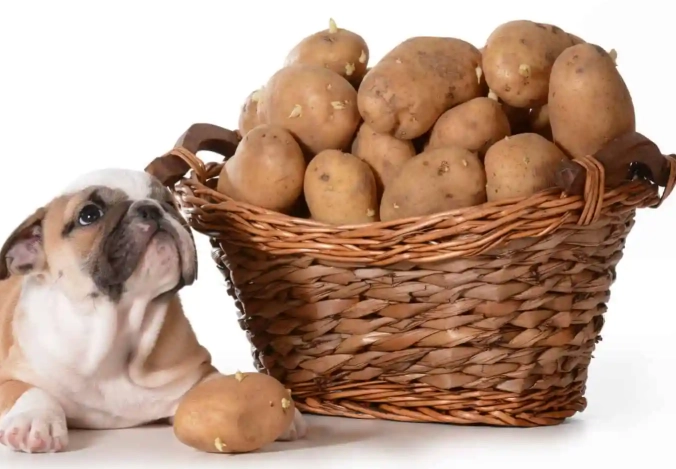 can dogs eat potatoes
