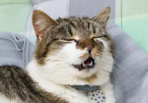 cat sneezing treatment