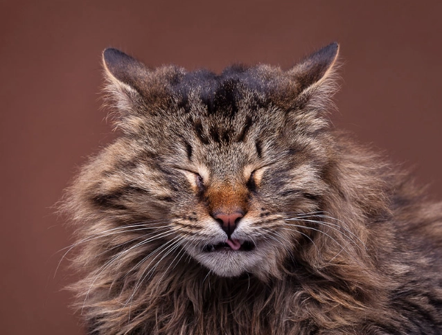 cat sneezing treatment