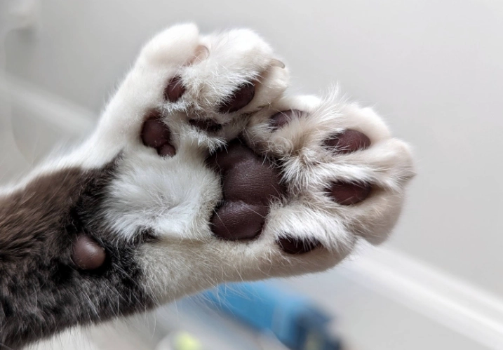 cat with extra toes
