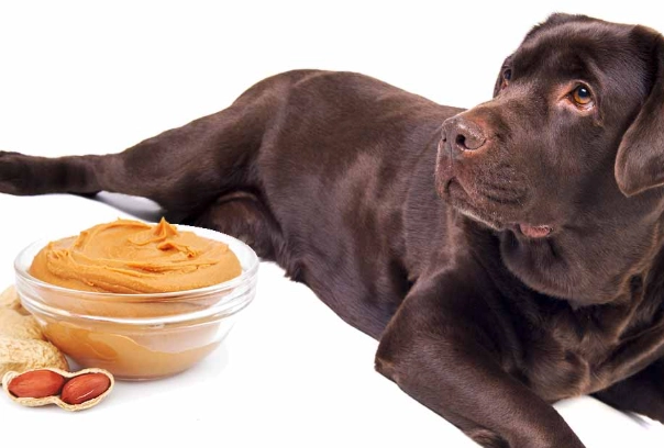 is peanut butter good for dogs