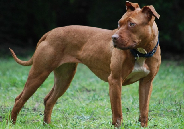 pit bull temperament