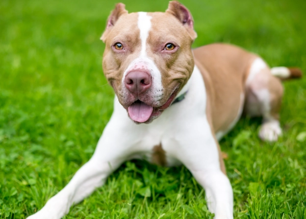 pit bull temperament