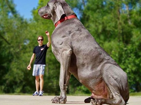 biggest dog in the world